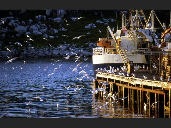 Envolée de mouettes au port d’Henningsvaer, dans les îles Lofoten, en Norvège. 