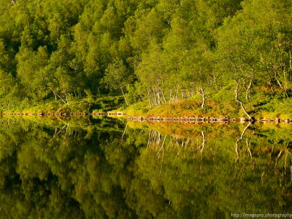 Les bouleaux se reflètent dans le lac Dyrlivatnet, en Norvège
