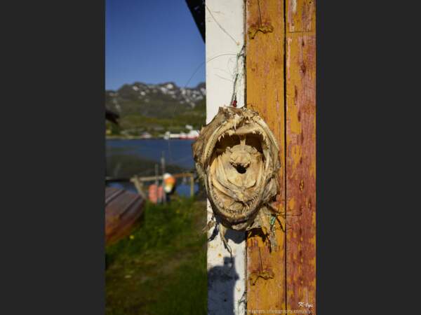 Une morue séchée à Moskenes, sur les îles Lofoten, en Norvège