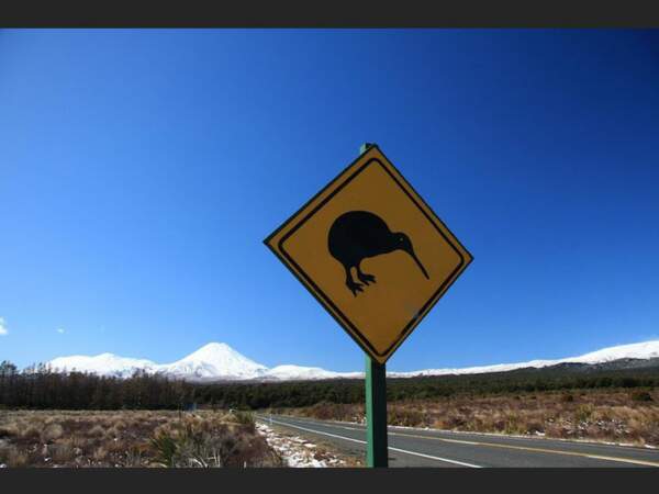 Le kiwi, oiseau-symbole de la Nouvelle-Zélande, est menacé d'extinction.