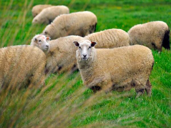 Troupeau de moutons sur l’île du Nord, en Nouvelle-Zélande