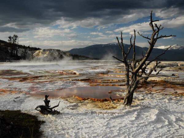 Mammoth Hot Springs, dans le parc national de Yellowstone (Wyoming, Etats-Unis).  