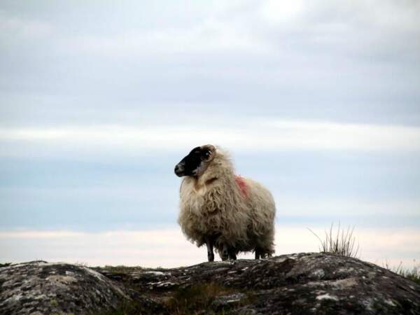Un mouton à tête noire dans la région des tourbières du Connemara, dans le comté de Galway, en Irlande.
