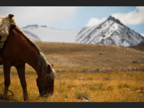 Cheval broutant les dernières offrandes de l’été (Pamir, Tadjikistan).