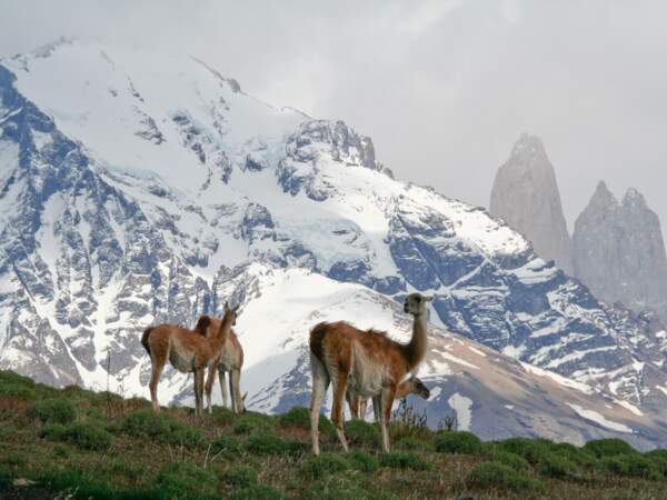 Guanacos dans le parc national Torres del Paine, au Chili