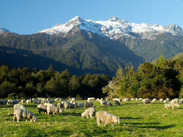 Des moutons paissent dans le parc Pumalin, dans la Région des Lacs, au Chili