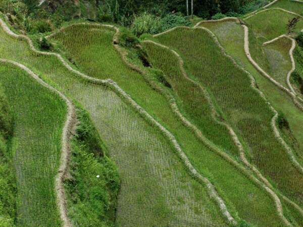 Vue sur les rizières, à Banaue, sur l’île de Luçon, aux Philippines 