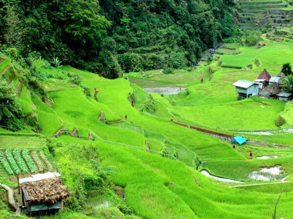 Les rizières de Batad sur l’île de Luçon, aux Philippines