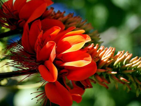 Le flamboyant, une fleur de Bora Bora en Polynésie française