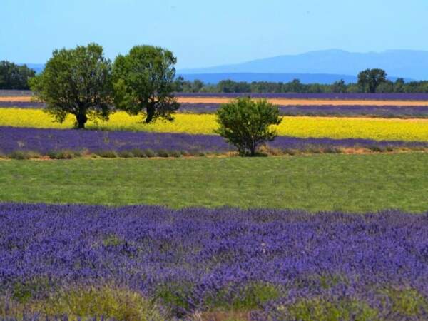 Cliché coloré du plateau de Valensole, dans les Alpes-de-Haute-Provence (Provence-Alpes-Côte-d'Azur).