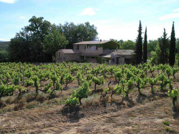 Vignes dans le pays du rosé de Provence, France