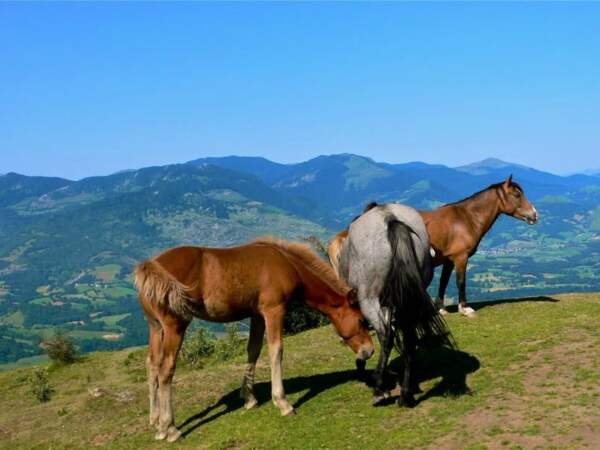 Les excursions dans la vallée d'Ossau (Pyrénées-Atlantiques, Aquitaine) se font à pied, en VTT, ou bien à dos de cheval. 