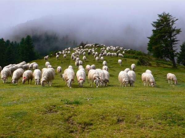 Moutons à l'estive sur les hauteurs de la vallée d'Ossau, dans les Pyrénées-Atlantiques, en Aquitaine. 