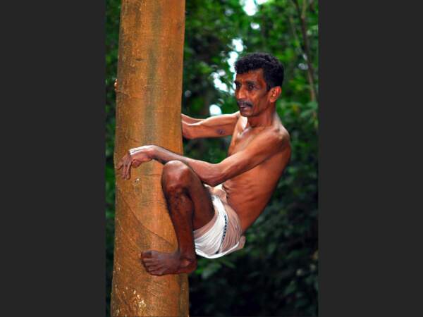 Un homme récolte les noix de coco au Sri Lanka.