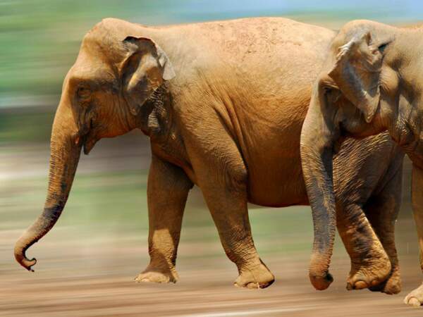 Une soixantaine d'éléphants sont hébergés dans cet "orphelinat" de Pinnawela, au Sri Lanka.