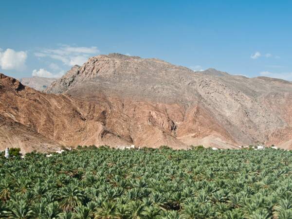 Plantation de dattiers dans le village de Birkat-Al-Mauz à Oman