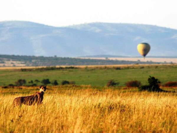 Scène de safari, au Kenya