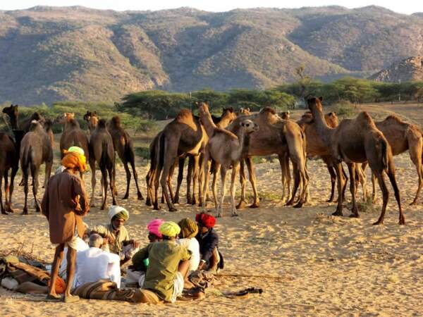 Scène de vie au marché aux chameaux de Pushkar, en Inde