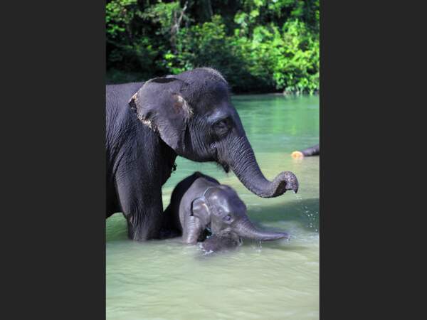 Eléphants de Sumatra