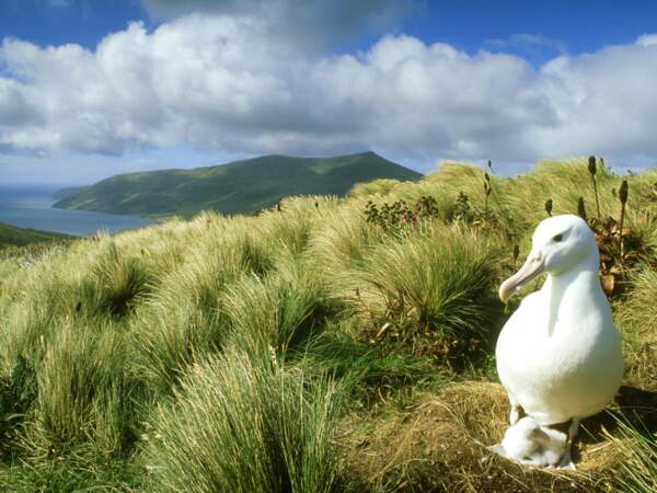 Albatros royal des îles sub-antarctiques de Nouvelle-Zélande