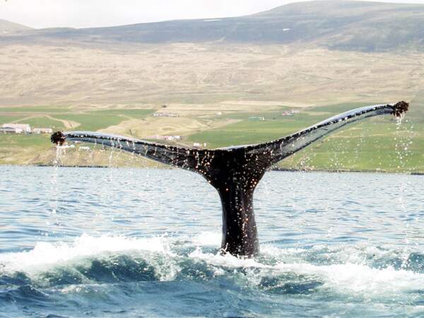 Instant inoubliable lorsque les baleines qui peuplent l’Eyjafjörður remontent à la surface