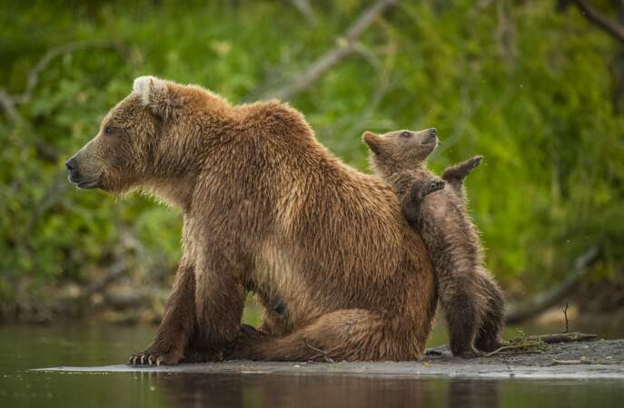 Au Kamtchatka, rien de tel qu'une maman ourse pour faire une pause