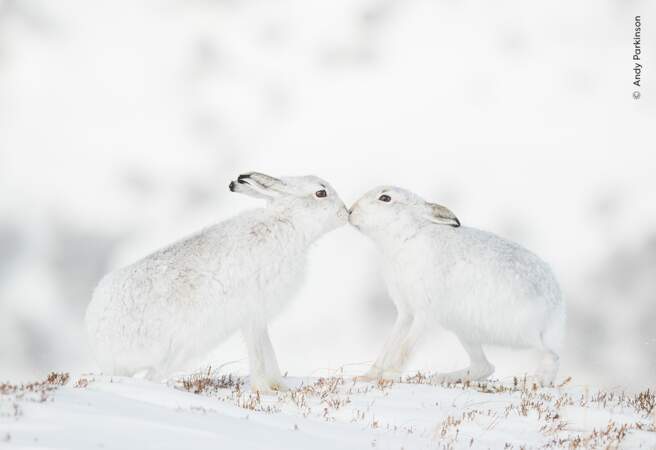 Deux lièvres s'embrassent en Écosse