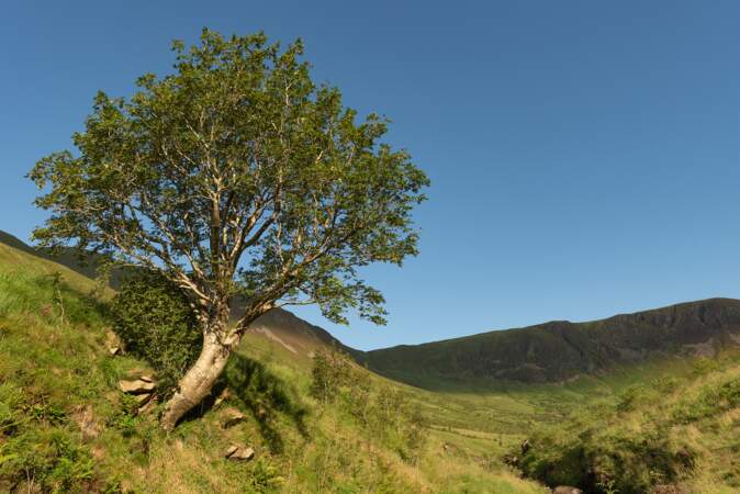 Royaume-Uni : l’arbre survivant