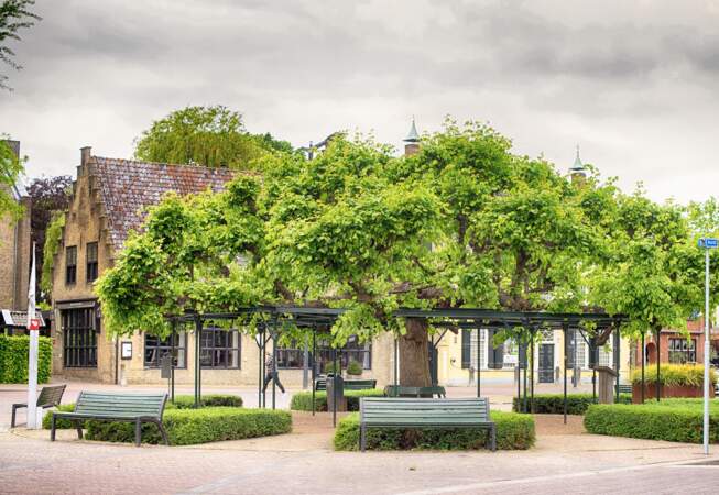 Pays-Bas : l’ancien arbre-mère