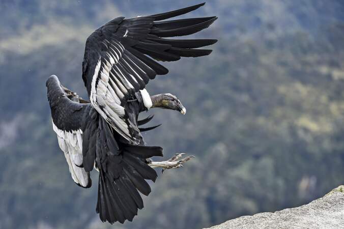 Colombie: recensement inédit du condor des Andes, menacé d'extinction