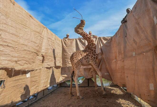 Opération sauvetage de girafes sur une île inondée du Kenya