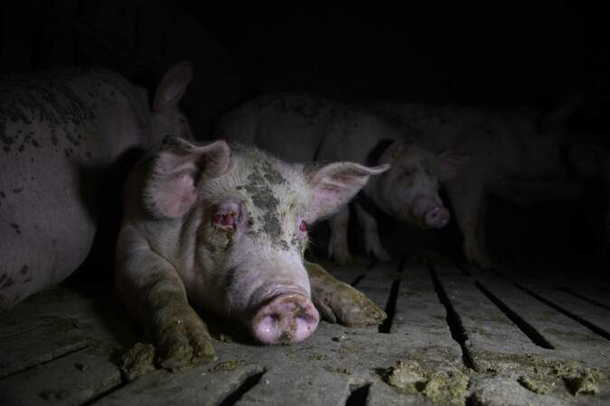 Au cœur de l'industrie porcine espagnole