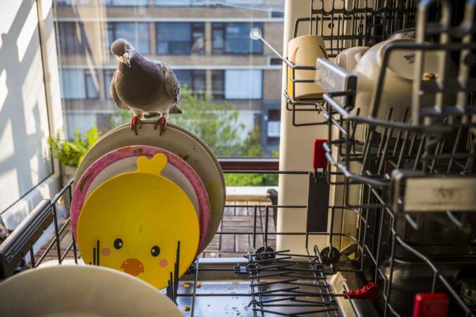 Aux Pays-Bas, les drolatiques "pigeons de la pandémie"