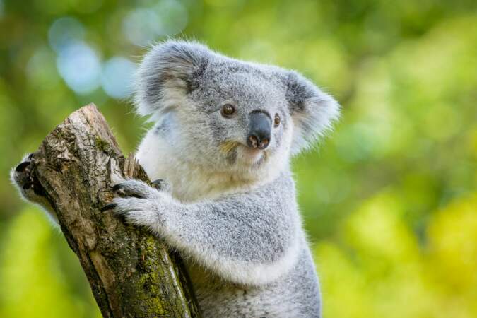 Tout ce qu'il faut savoir sur le koala, emblème de l'Australie