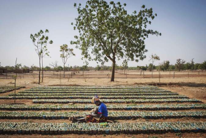 L'agroécologie pour reverdir le Sahel