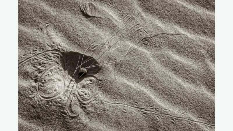 Sur les traces de scarabée dans le sable