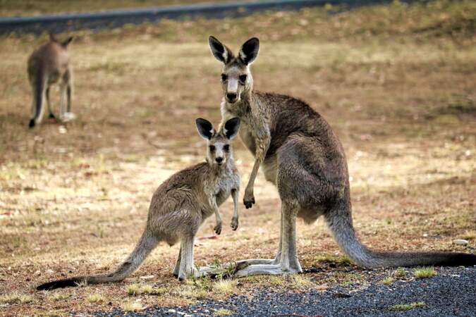 Tout ce qu'il faut savoir sur le kangourou