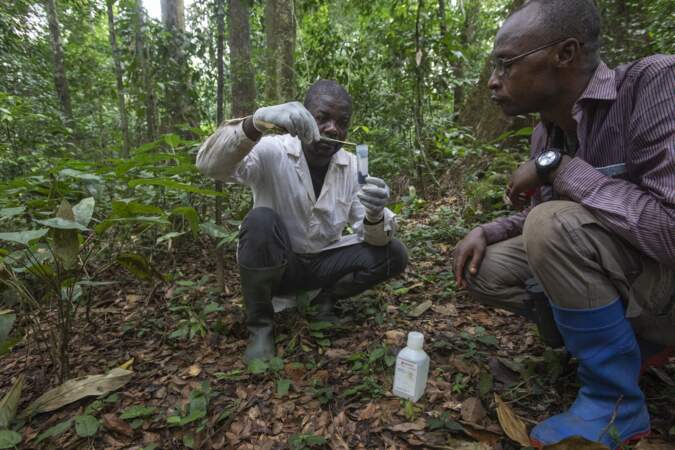 La forêt tropicale, une mine d’agents pathogènes