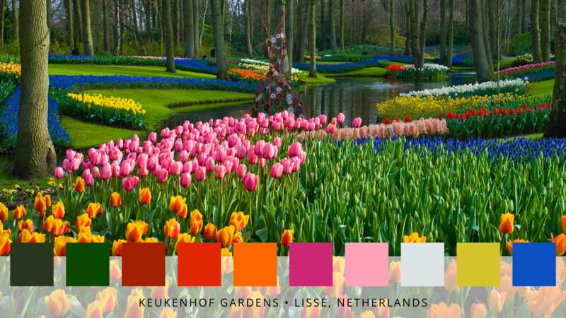 5- Le parc floral de Keukenhof à Lisse en Hollande