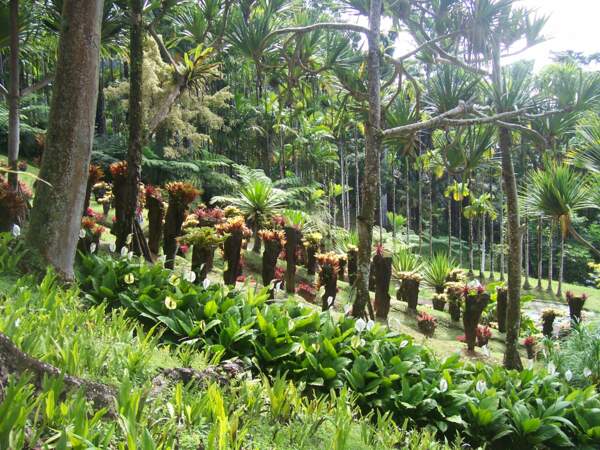 Le jardin de Balata (Martinique - Outre-mer)