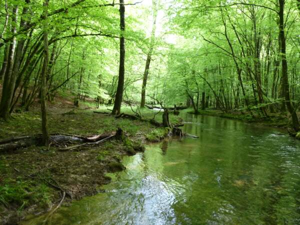 La forêt de Chaux (Jura/Doubs)