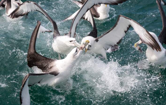 Le royaume des Albatros