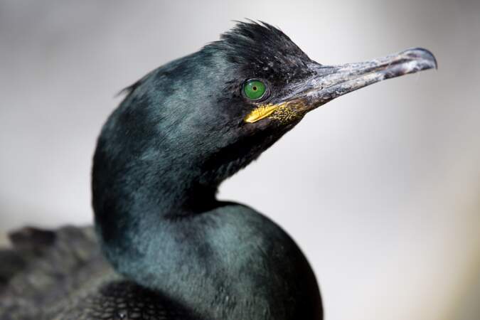Grand cormoran sous son meilleur profil