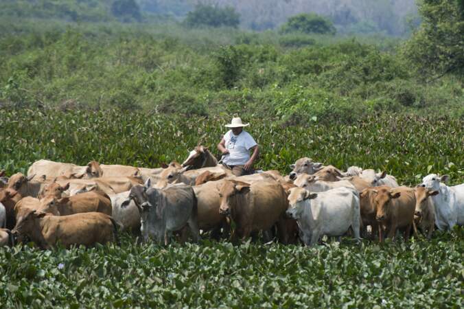 Casse-tête des éleveurs de la région du Pantanal