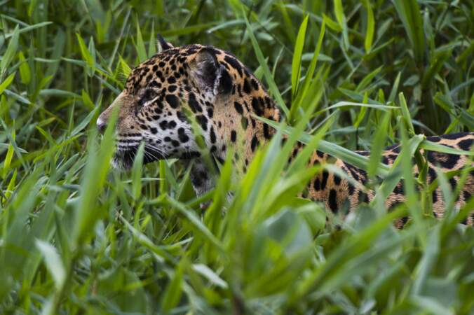 Au Pantanal, les rencontres avec les jaguars sont légion