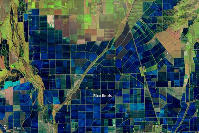 La mosaïque des champs de riz de la vallée de Sacramento 