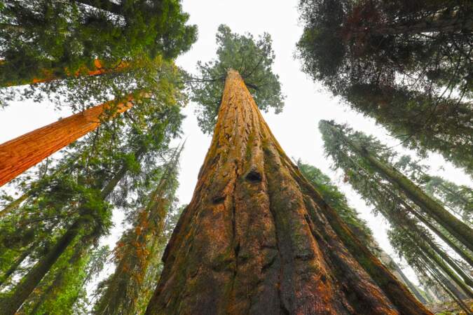 Le séquoia géant, une merveille végétale aux dimensions vertigineuses