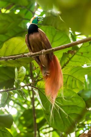 Emplème de la Papouasie, un oiseau de paradis