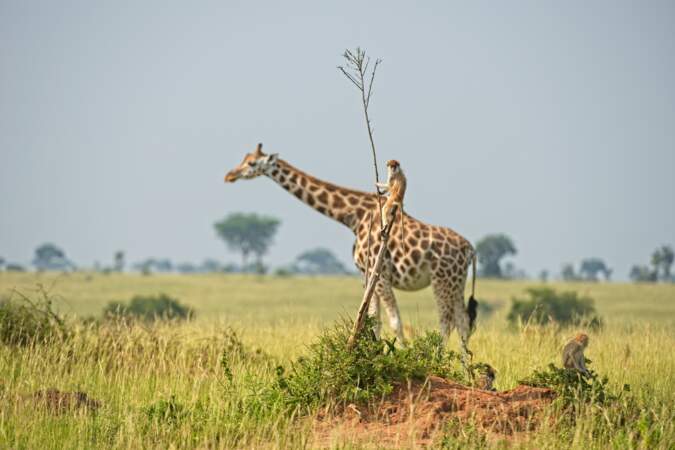Monture au long cou dans le parc national Murchison Falls, en Ouganda