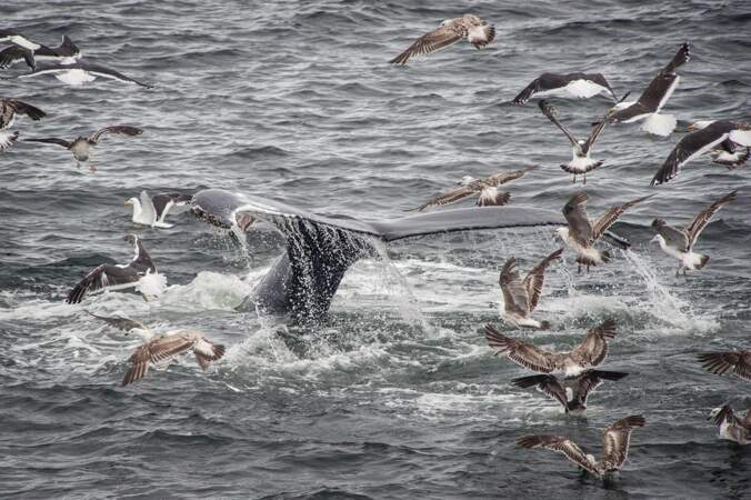 Baleines massacrées